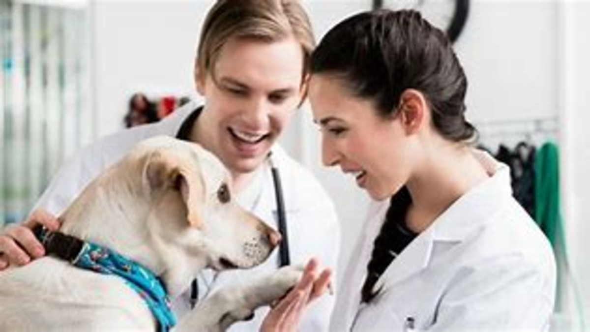 How much do vet techs make